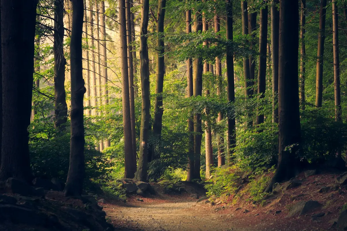 Bosque — consultoría ambiental y sostenibilidad